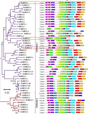 Genome-wide identification of a novel Na+ transporter from Bienertia sinuspersici and overexpression of BsHKT1;2 improved salt tolerance in Brassica rapa